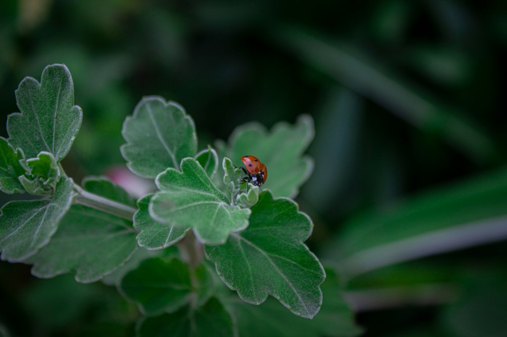 Earth-Friendly Pest Control&nbsp;Practices