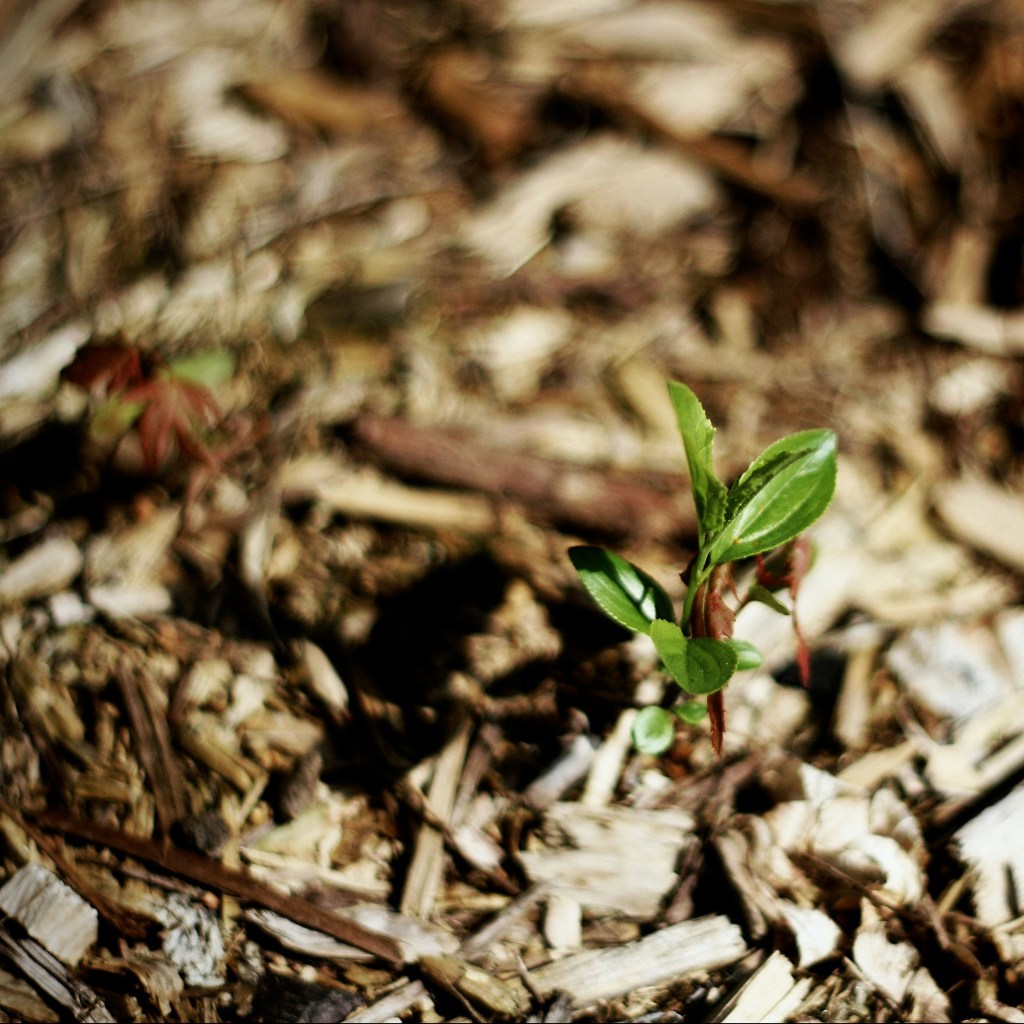 Mulching for Moisture: How to Conserve Water in Your&nbsp;Garden