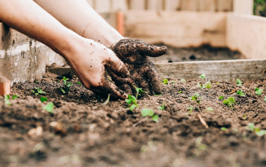 6 Tips to Follow When Starting Your Gardening&nbsp;Journey