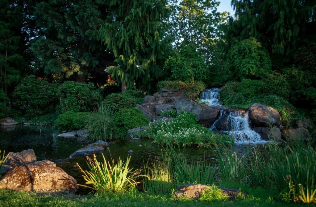 Creating a Backyard Pond, and How to Keep it&nbsp;Beautiful