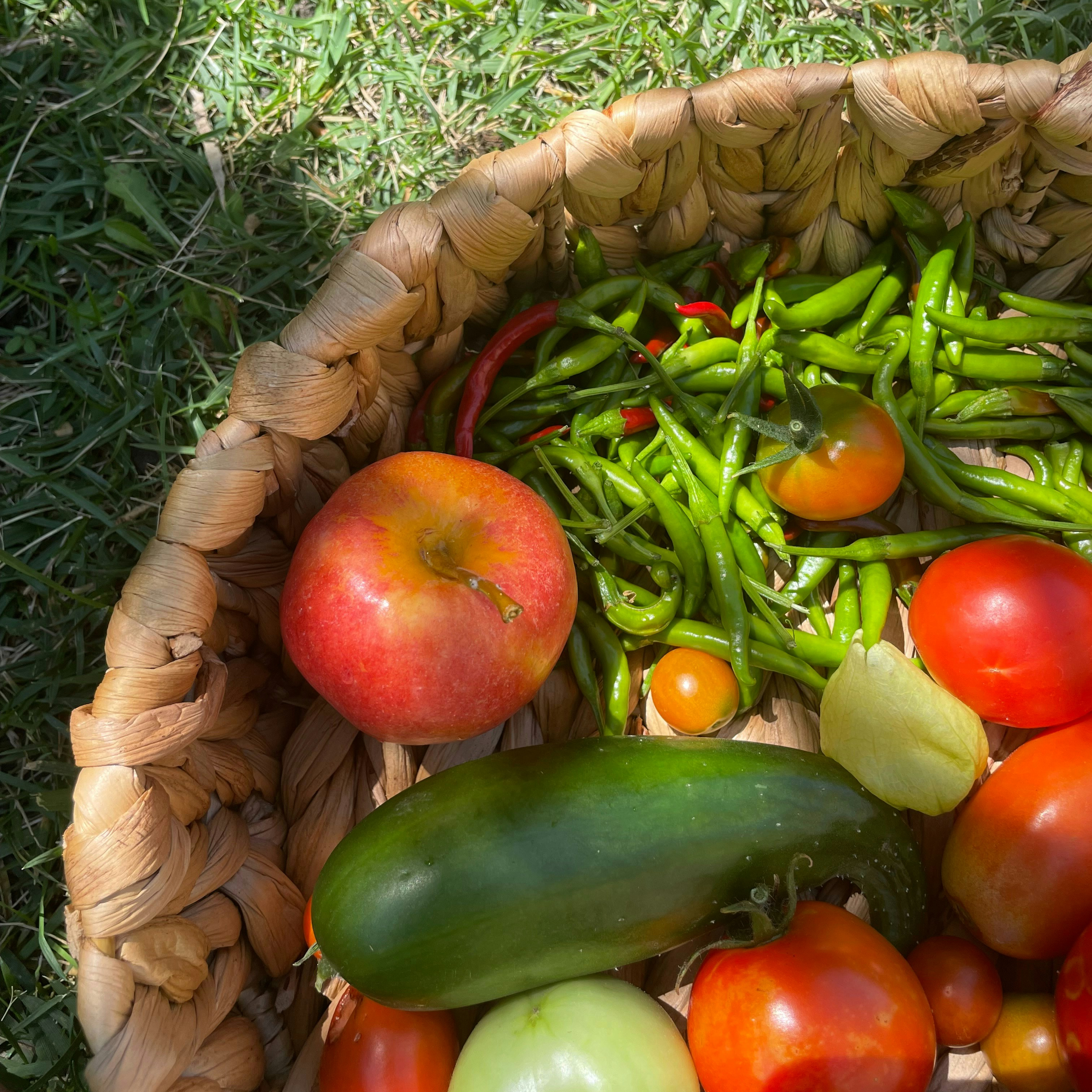 Essential Tips to Protect Your Homegrown Harvest