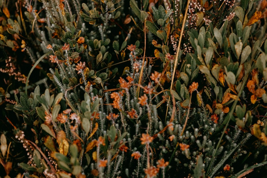 Embrace Native Plants for Sustainable&nbsp;Landscaping