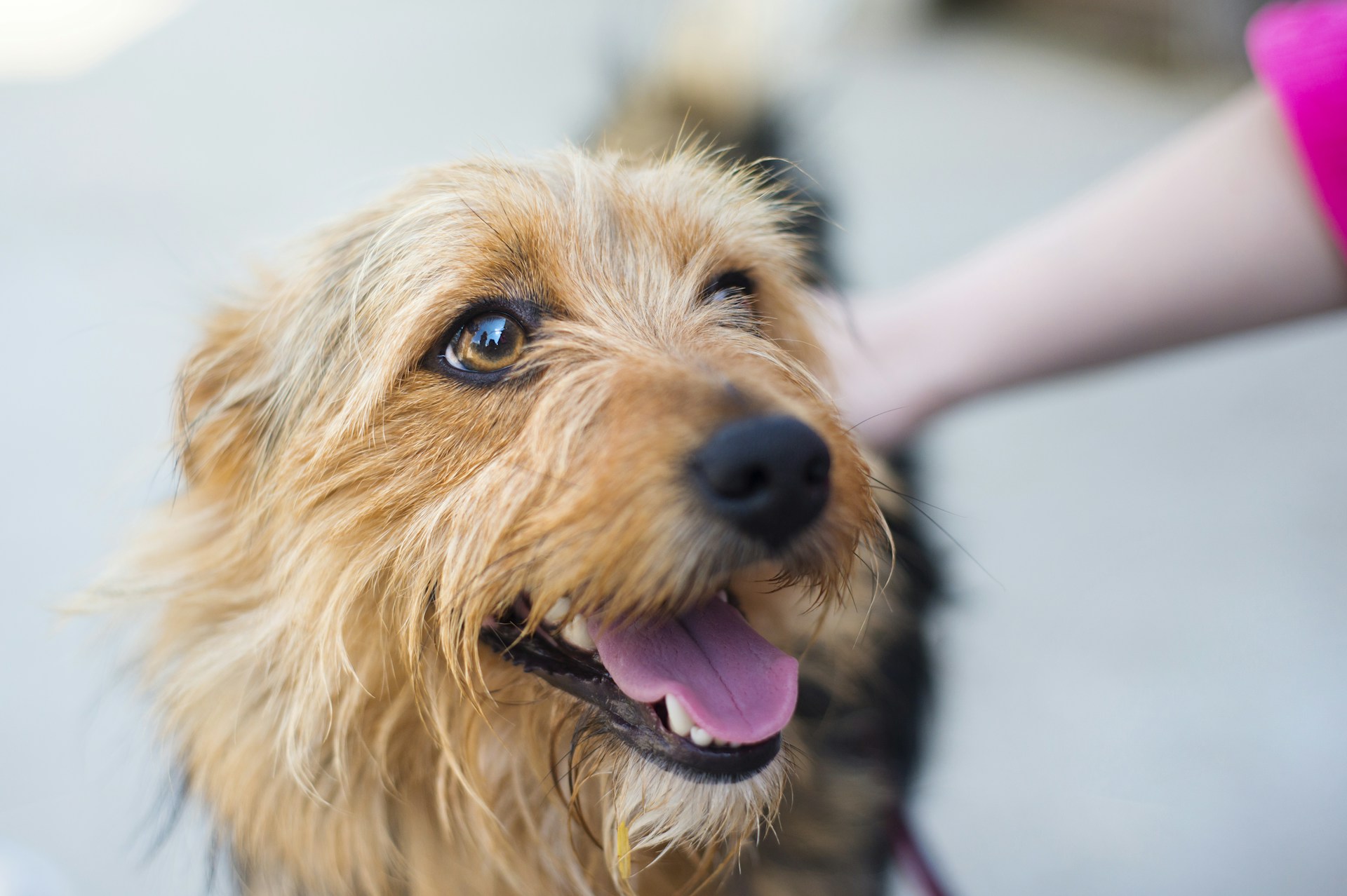 How to Find Veterinary Care While Traveling with Pets