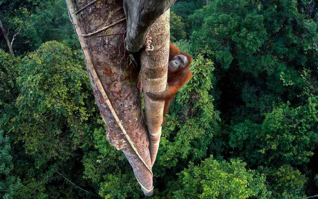 Year's best nature photo - red fox in autumn forest setting