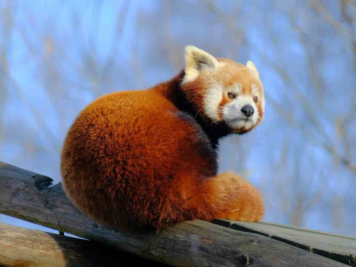 A red panda sitting on a wooden log, looking back towards the camera against a blurred blue sky background.