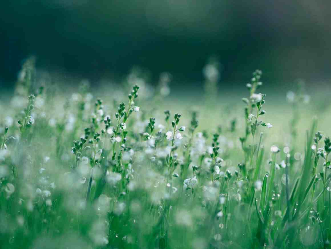 A field of small white flowers surrounded by lush green grass, with a soft focus effect.