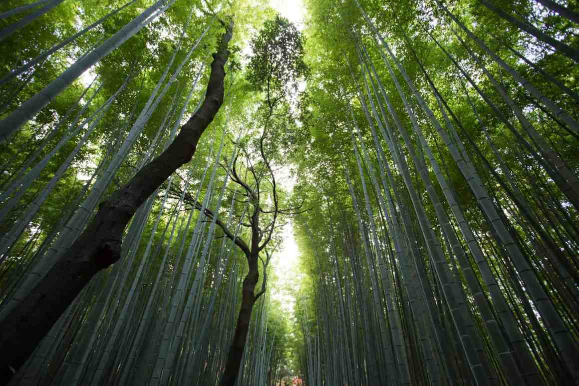 A view of a bamboo forest, showcasing tall bamboo stalks reaching upwards and lush green foliage above.