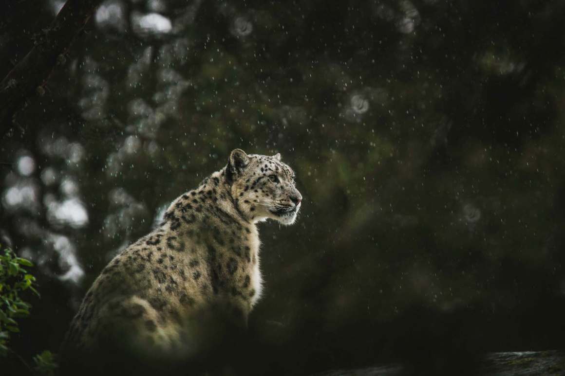 A snow leopard sitting on a rock in the rain, surrounded by a blurred natural background.