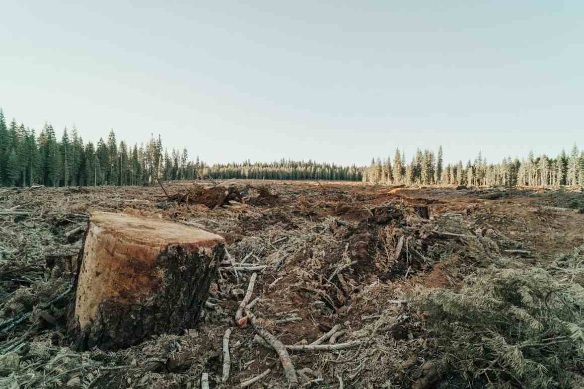 Cleared forest land showing a tree stump and scattered debris from logging.