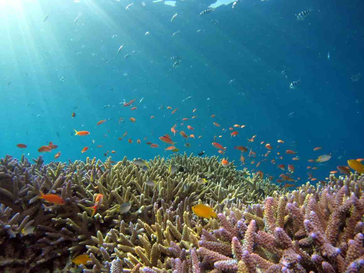 Underwater scene showcasing vibrant coral reefs and various colorful fish swimming in clear blue water, illuminated by sunlight filtering through the surface.